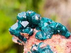 Natural Dioptase on Dolomite Specimens x 6 From Likasi, Congo - Toprock Gemstones and Minerals 