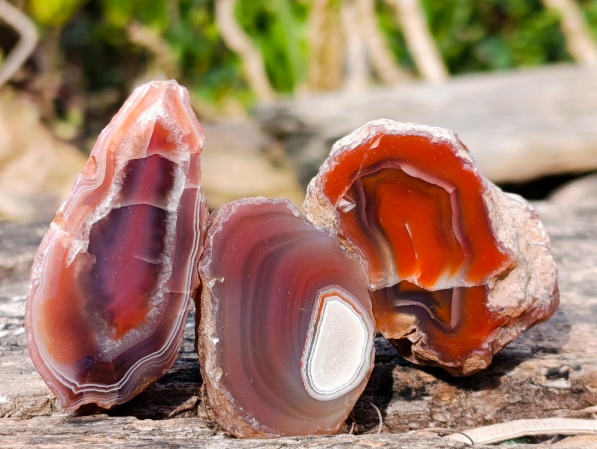Polished One Side Red Shashe River Agate Nodules x 24 From Shashe River, Zimbabwe - Toprock Gemstones and Minerals 