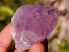 Natural Jacaranda Amethyst Single Crystals x 24 From Mumbwa, Zambia - Toprock Gemstones and Minerals 