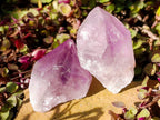 Natural Jacaranda Amethyst Single Crystals x 24 From Mumbwa, Zambia - Toprock Gemstones and Minerals 