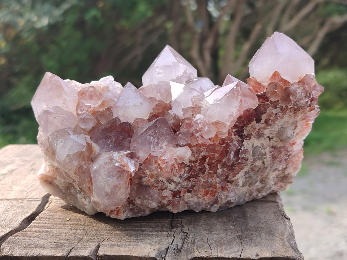 Natural Cactus Flower Spirit Quartz Clusters x 2 From South Africa
