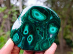 Polished Flower Banded Malachite Free Forms x 12 From Congo - Toprock Gemstones and Minerals 