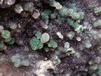 Natural XXL Ball Malachite and Drusy Quartz on Red Dolomite Specimen x 1 From Mindingi Mine, Kambove, Congo - Toprock Gemstones and Minerals 