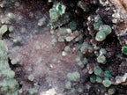Natural XXL Ball Malachite and Drusy Quartz on Red Dolomite Specimen x 1 From Mindingi Mine, Kambove, Congo - Toprock Gemstones and Minerals 