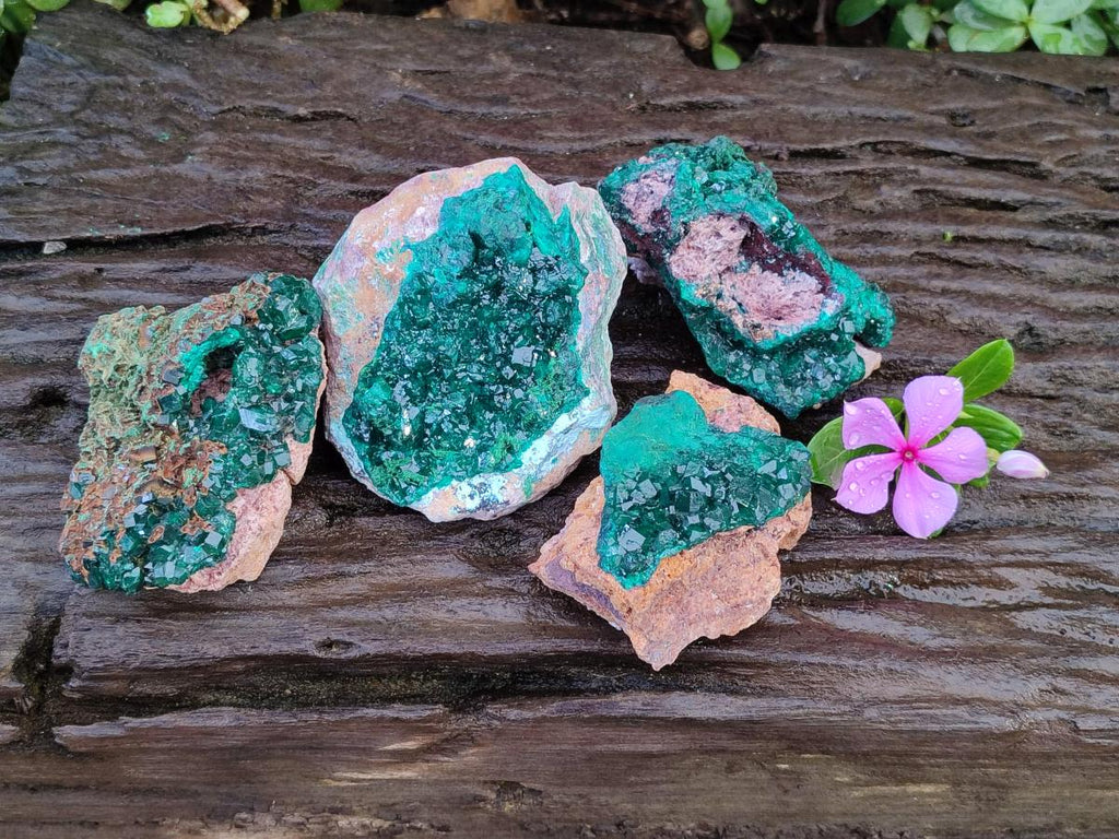 Natural Cabinet Dioptase on Dolomite Specimens x 4 From Likasi, Congo - Toprock Gemstones and Minerals 