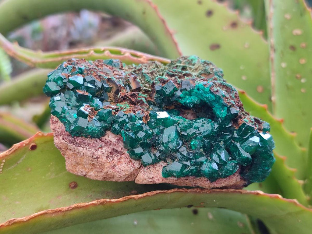 Natural Cabinet Dioptase on Dolomite Specimens x 4 From Likasi, Congo - Toprock Gemstones and Minerals 