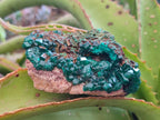 Natural Cabinet Dioptase on Dolomite Specimens x 4 From Likasi, Congo - Toprock Gemstones and Minerals 