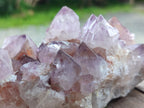 Natural Sunburst Spirit Amethyst Clusters x 2 From Boekenhouthoek, South Africa - Toprock Gemstones and Minerals 