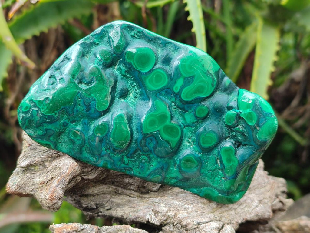 Polished Flower Banded Malachite Free Forms x 12 From Congo - Toprock Gemstones and Minerals 