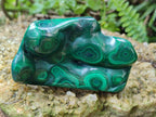 Polished Flower Banded Malachite Free Forms x 12 From Congo - Toprock Gemstones and Minerals 