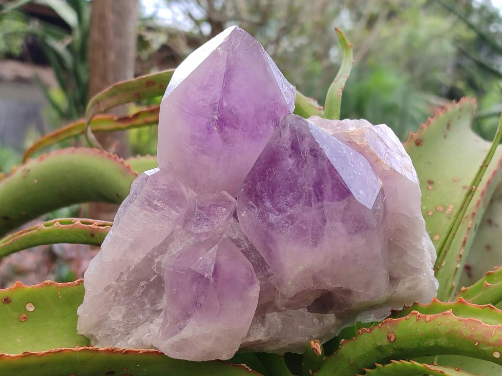 Natural Jacaranda Amethyst Crystal Clusters x 2 From Mumbwa, Zambia - Toprock Gemstones and Minerals 