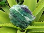 Polished Watermelon Fluorite Slices x 3 From Uis, Namibia - Toprock Gemstones and Minerals 