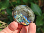 Polished Labradorite Palm Stones x 24 From Madagascar - Toprock Gemstones and Minerals 