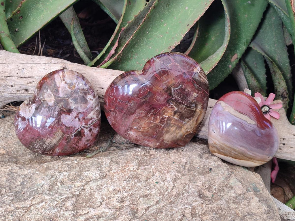 Polished Red Podocarpus Petrified Wood Hearts x 3 From Mahajanga, Madagascar - Toprock Gemstones and Minerals 