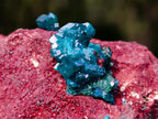 Natural Dioptase on Red Dolomite Specimens x 2 From Likasi, Congo - Toprock Gemstones and Minerals 