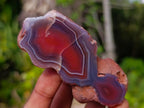Polished One Side Red Shashe River Agate Nodules x 12 From Shashe River, Zimbabwe - Toprock Gemstones and Minerals 