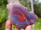 Polished One Side Red Shashe River Agate Nodules x 12 From Shashe River, Zimbabwe - Toprock Gemstones and Minerals 