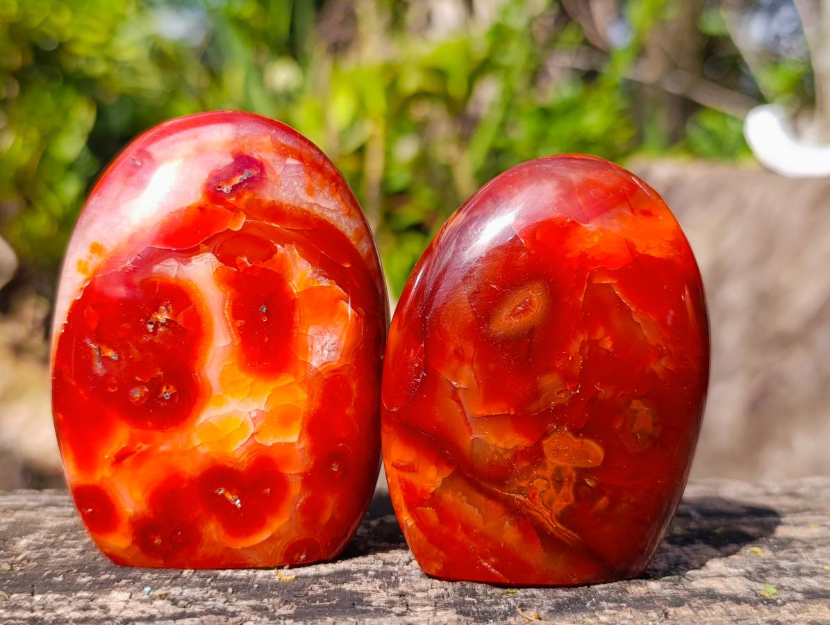 Polished Carnelian Agate Gemstone Standing Display Pieces x 6 From Madagascar - Toprock Gemstones and Minerals 