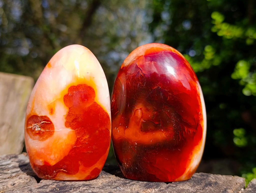 Polished Carnelian Agate Gemstone Standing Display Pieces x 6 From Madagascar - Toprock Gemstones and Minerals 