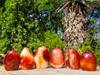 Polished Carnelian Agate Gemstone Standing Display Pieces x 6 From Madagascar - Toprock Gemstones and Minerals 