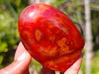 Polished Carnelian Agate Gemstone Standing Display Pieces x 6 From Madagascar - Toprock Gemstones and Minerals 