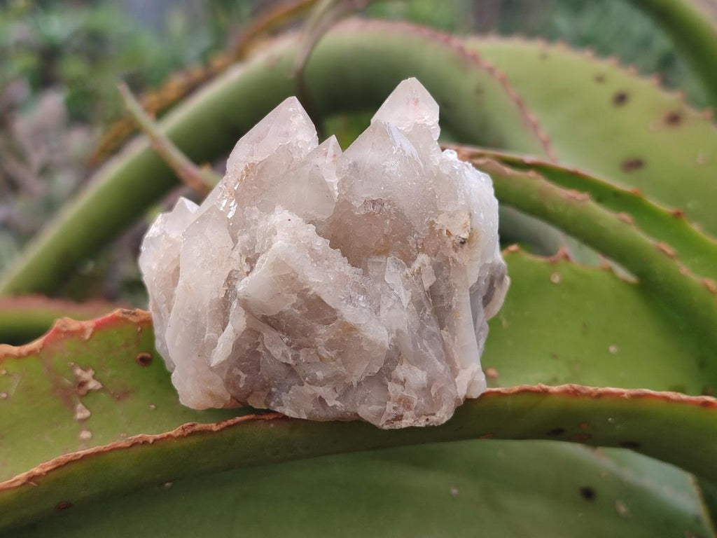 Natural Limonite Fairy Spirit Quartz Clusters x 12 From Boekenhouthoek, South Africa - Toprock Gemstones and Minerals 