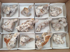 Natural Limonite Fairy Spirit Quartz Clusters x 12 From Boekenhouthoek, South Africa - Toprock Gemstones and Minerals 