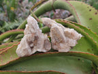 Natural Limonite Fairy Spirit Quartz Clusters x 12 From Boekenhouthoek, South Africa - Toprock Gemstones and Minerals 