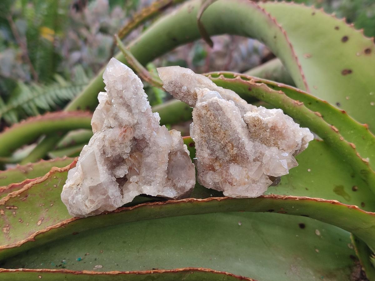 Natural Limonite Fairy Spirit Quartz Clusters x 12 From Boekenhouthoek, South Africa - Toprock Gemstones and Minerals 