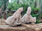 Natural Limonite Fairy Spirit Quartz Clusters x 12 From Boekenhouthoek, South Africa - Toprock Gemstones and Minerals 
