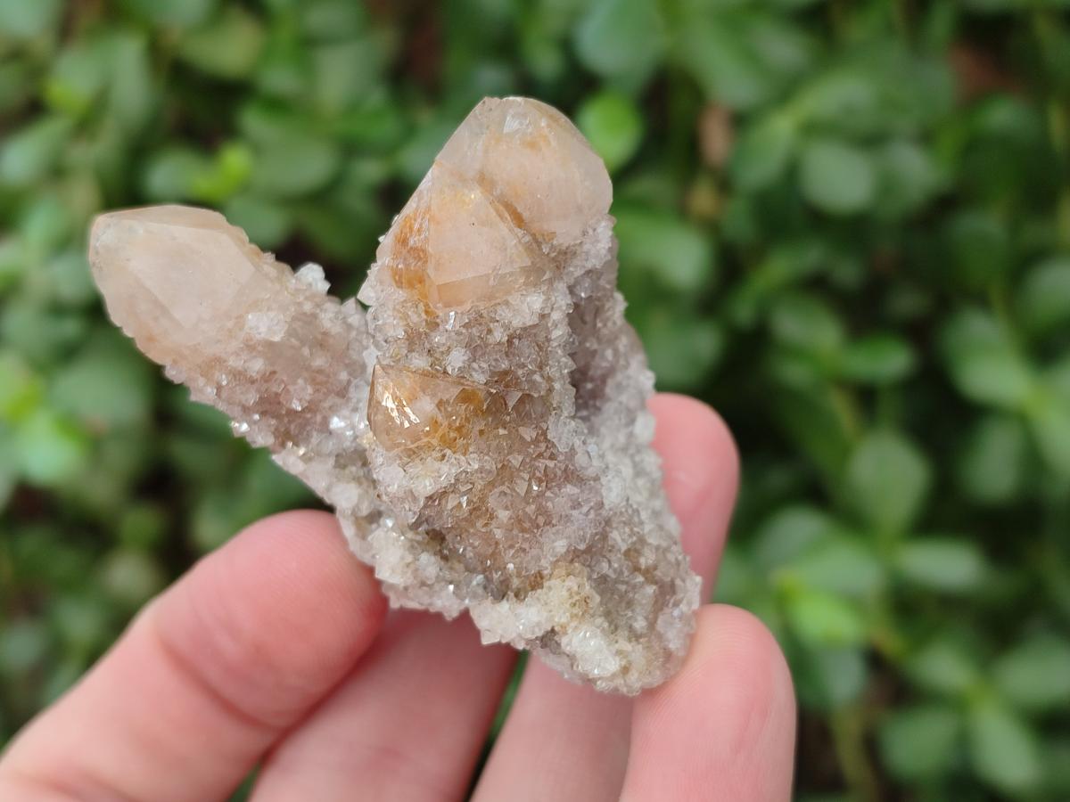 Natural Limonite Fairy Spirit Quartz Clusters x 12 From Boekenhouthoek, South Africa - Toprock Gemstones and Minerals 