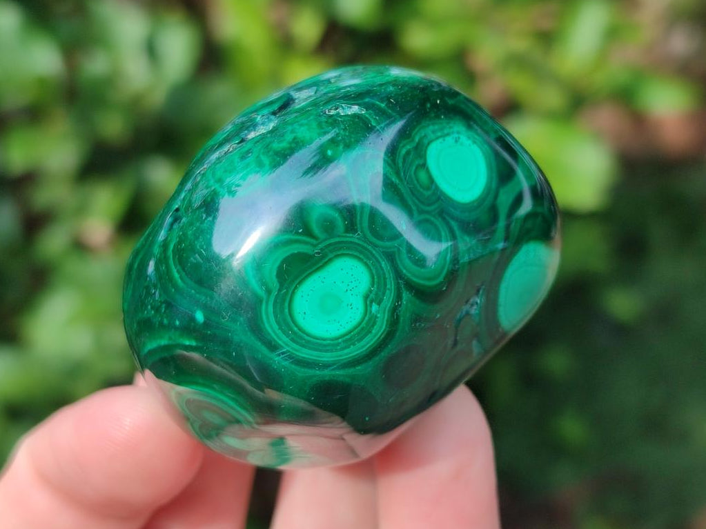 Polished Flower Banded Malachite Free Forms x 12 From Congo - Toprock Gemstones and Minerals 