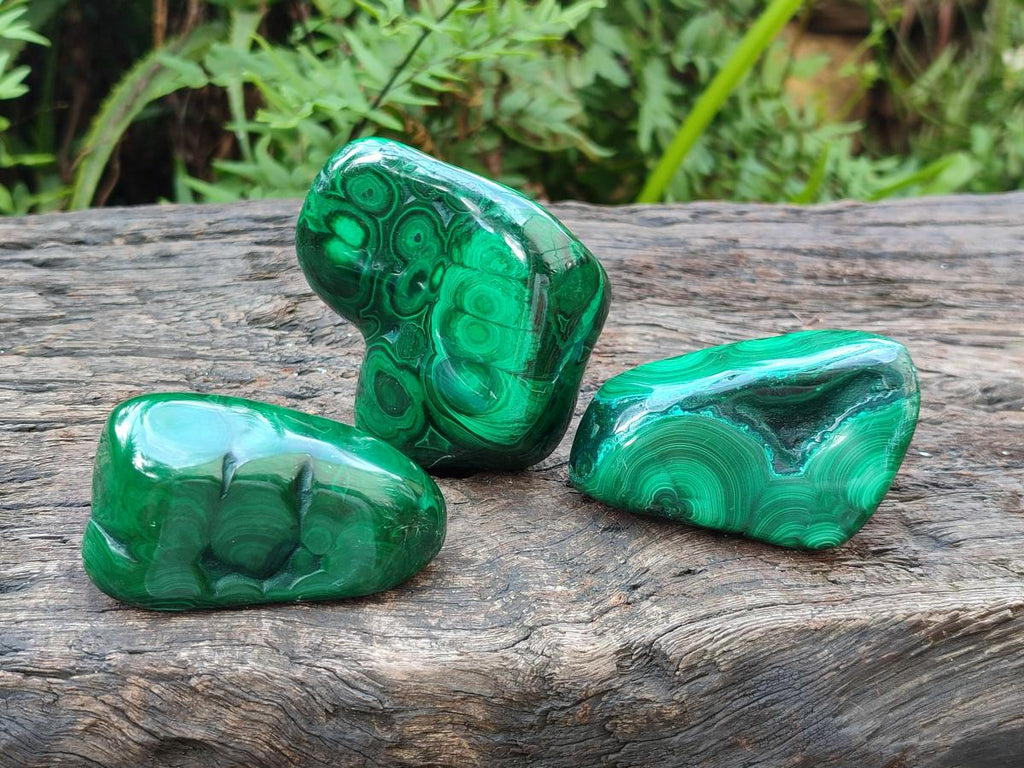 Polished Flower Banded Malachite Free Forms x 12 From Congo - Toprock Gemstones and Minerals 