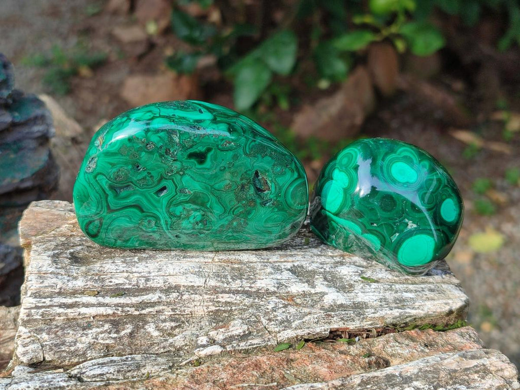 Polished Flower Banded Malachite Free Forms x 12 From Congo - Toprock Gemstones and Minerals 