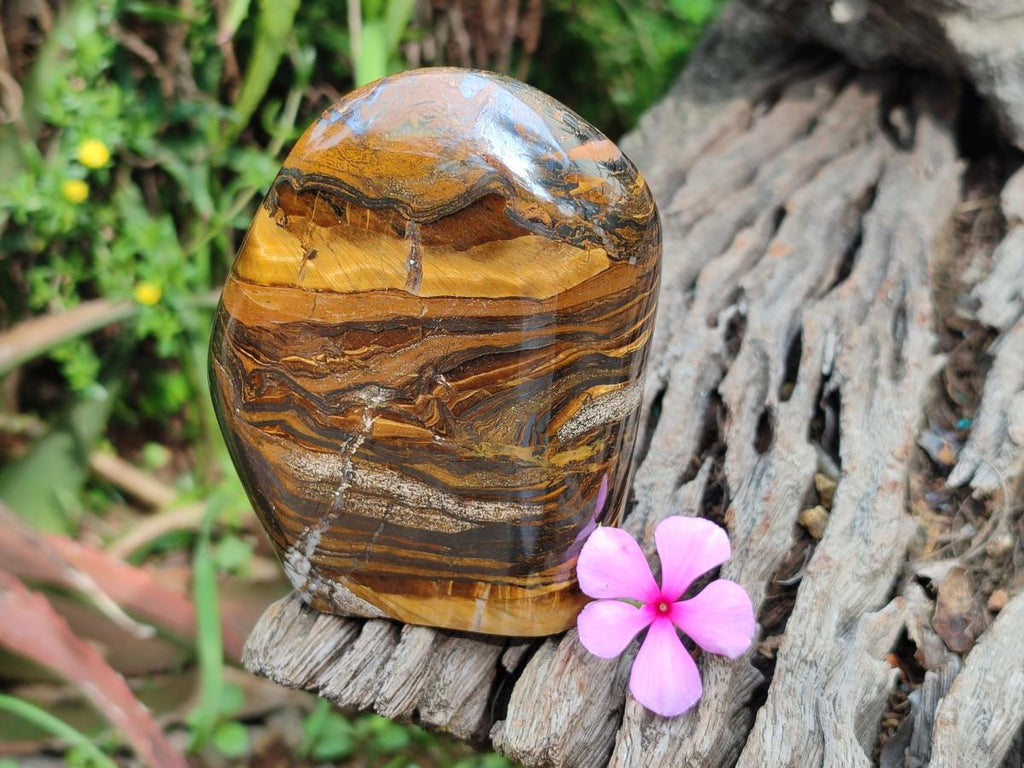 Polished Golden Tigers Eye Standing Free Forms x 2 From Prieska, South Africa - Toprock Gemstones and Minerals 