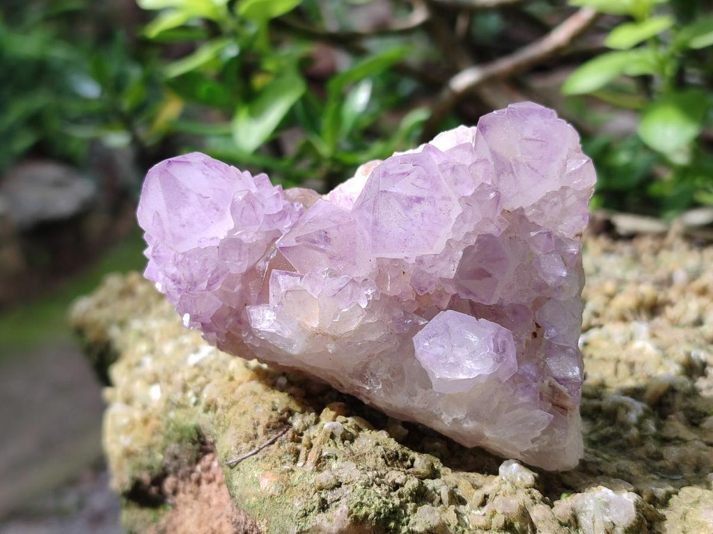 Natural Sunburst Spirit Amethyst Clusters x 5 From Boekenhouthoek, South Africa - Toprock Gemstones and Minerals 