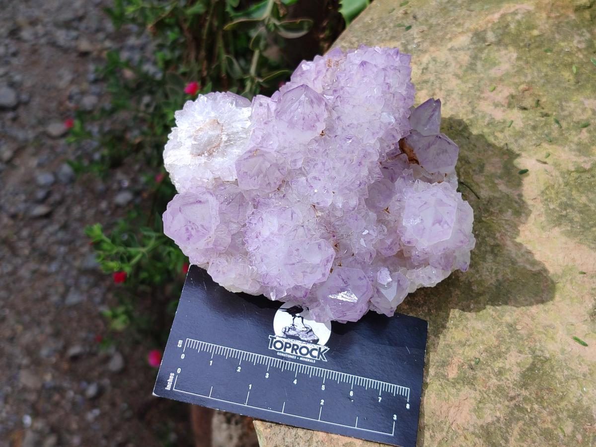 Natural Sunburst Spirit Amethyst Clusters x 5 From Boekenhouthoek, South Africa - Toprock Gemstones and Minerals 