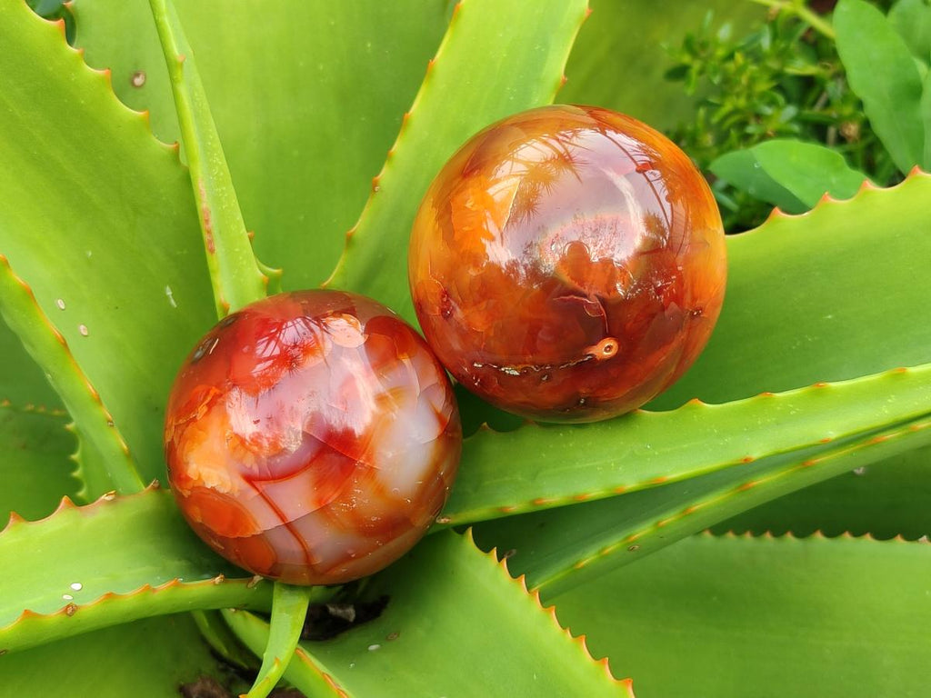 Polished Carnelian Agate Gemstone Spheres x 6 From Madagascar - Toprock Gemstones and Minerals 