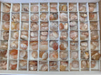Polished Wire Wrap Size Flower Agate Free Forms x 140 From Antsahalova, Madagascar - Toprock Gemstones and Minerals 