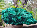 Natural Large Silky Malachite Specimen x 1 From Kasompe, Congo - Toprock Gemstones and Minerals 
