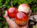 Polished Carnelian Agate Gemstone Spheres x 5 From Madagascar - Toprock Gemstones and Minerals 