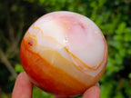 Polished Carnelian Agate Gemstone Spheres x 5 From Madagascar - Toprock Gemstones and Minerals 