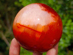 Polished Carnelian Agate Gemstone Spheres x 5 From Madagascar - Toprock Gemstones and Minerals 