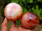 Polished Carnelian Agate Gemstone Spheres x 5 From Madagascar - Toprock Gemstones and Minerals 