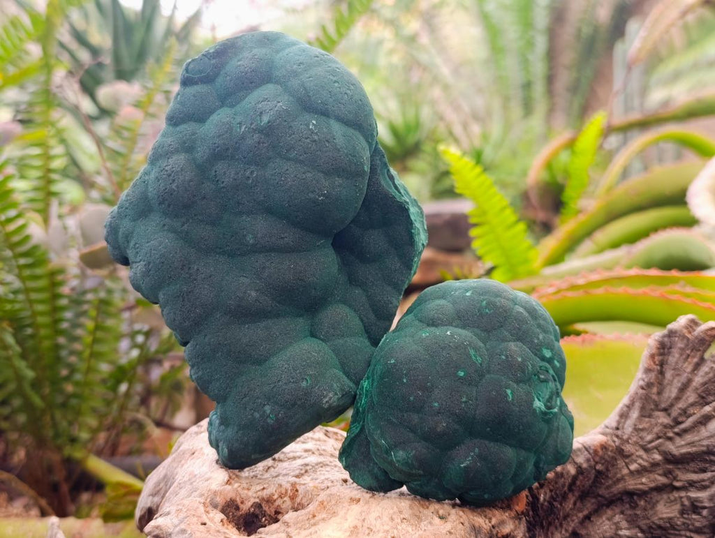 Natural Botryoidal Malachite Specimens x 2 From Congo - Toprock Gemstones and Minerals 