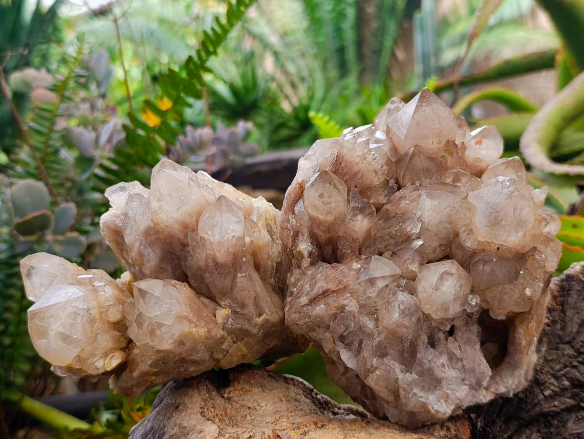 Natural Cascading White Phantom Smokey Luena Quartz Clusters x 2 From Luena, Congo - Toprock Gemstones and Minerals 
