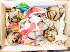 Polished Septerye Spheres x 4 From Mahajanga, Madagascar - Toprock Gemstones and Minerals 