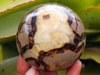 Polished Septerye Spheres x 4 From Mahajanga, Madagascar - Toprock Gemstones and Minerals 