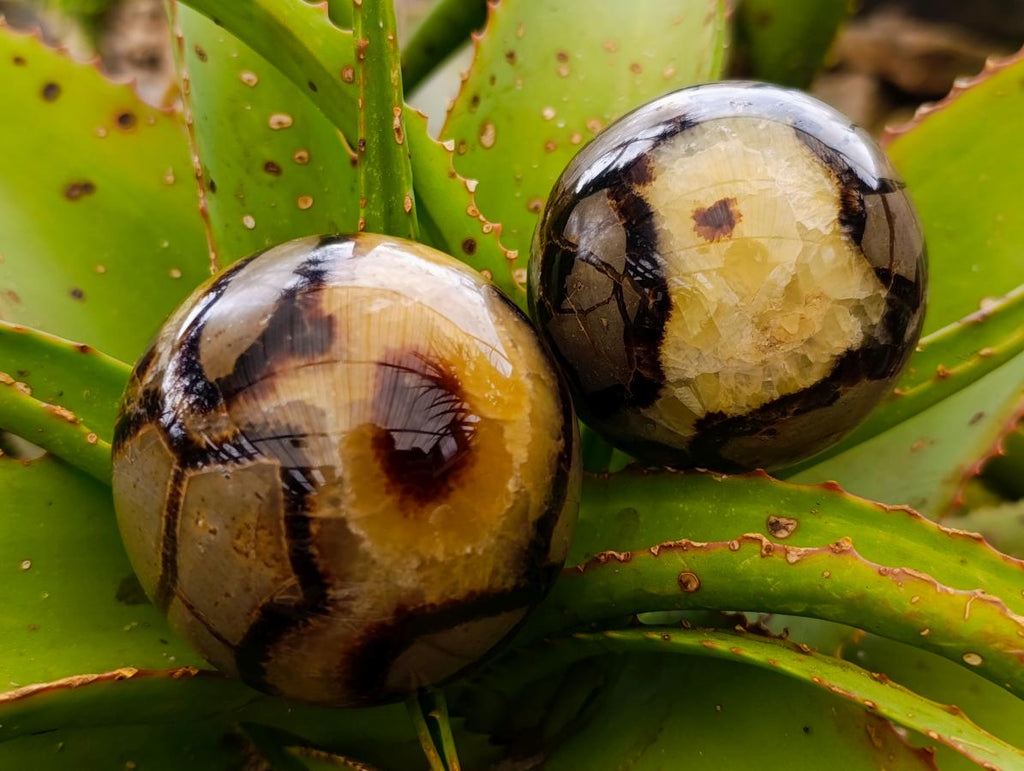 Polished Septerye Spheres x 4 From Mahajanga, Madagascar - Toprock Gemstones and Minerals 