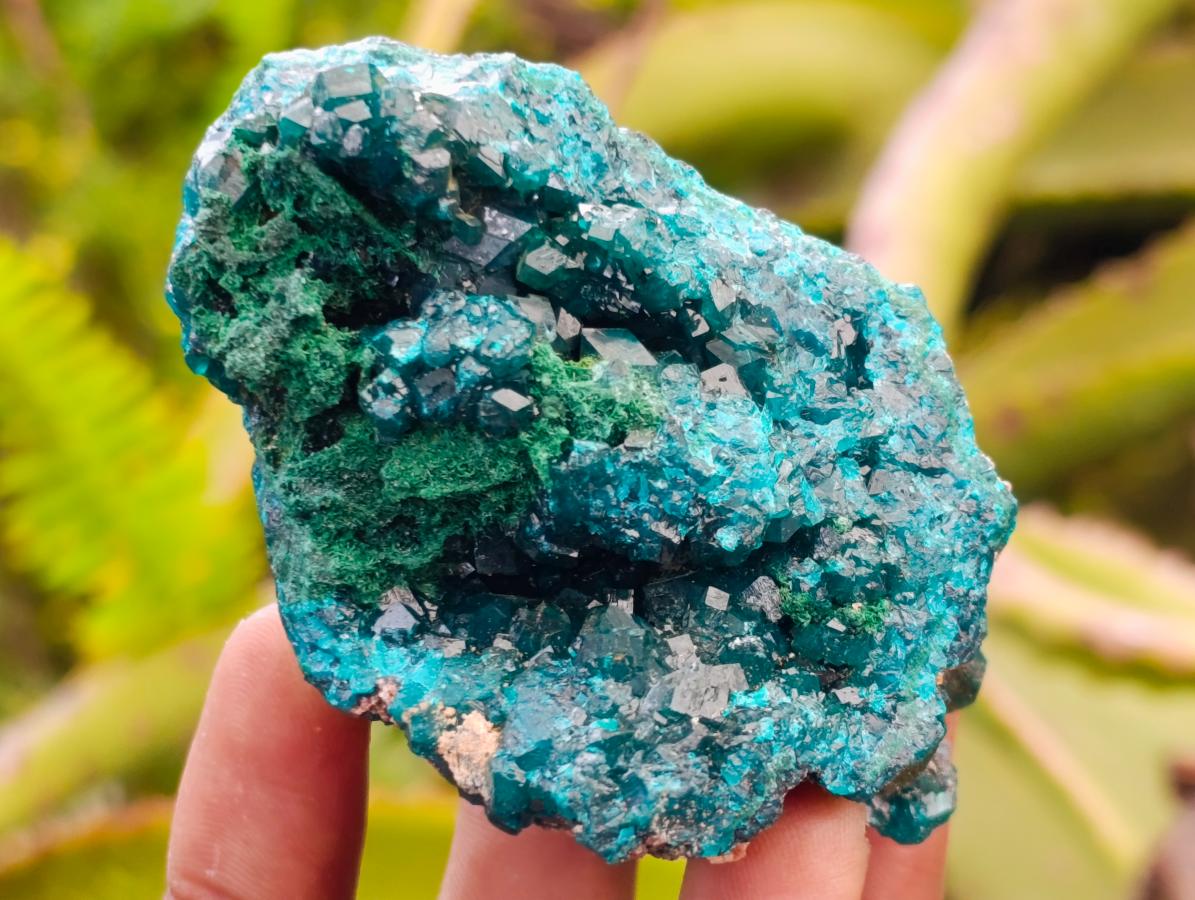 Natural Dioptase on Dolomite Specimens x 6 From Likasi, Congo - Toprock Gemstones and Minerals 
